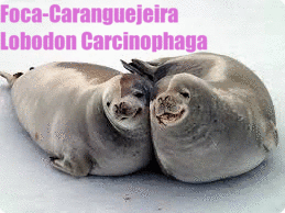 Foca-Caranguejeira | Lobodon Carcinophaga
