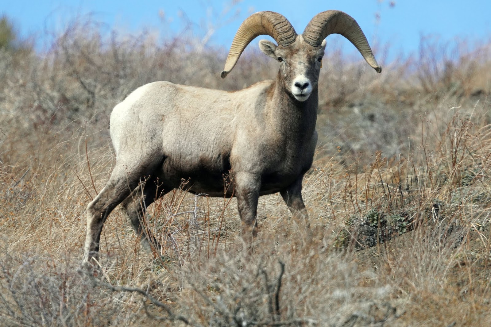 Mid Sierra Musings Endangered Sierra Nevada Bighorn Sheep 2020