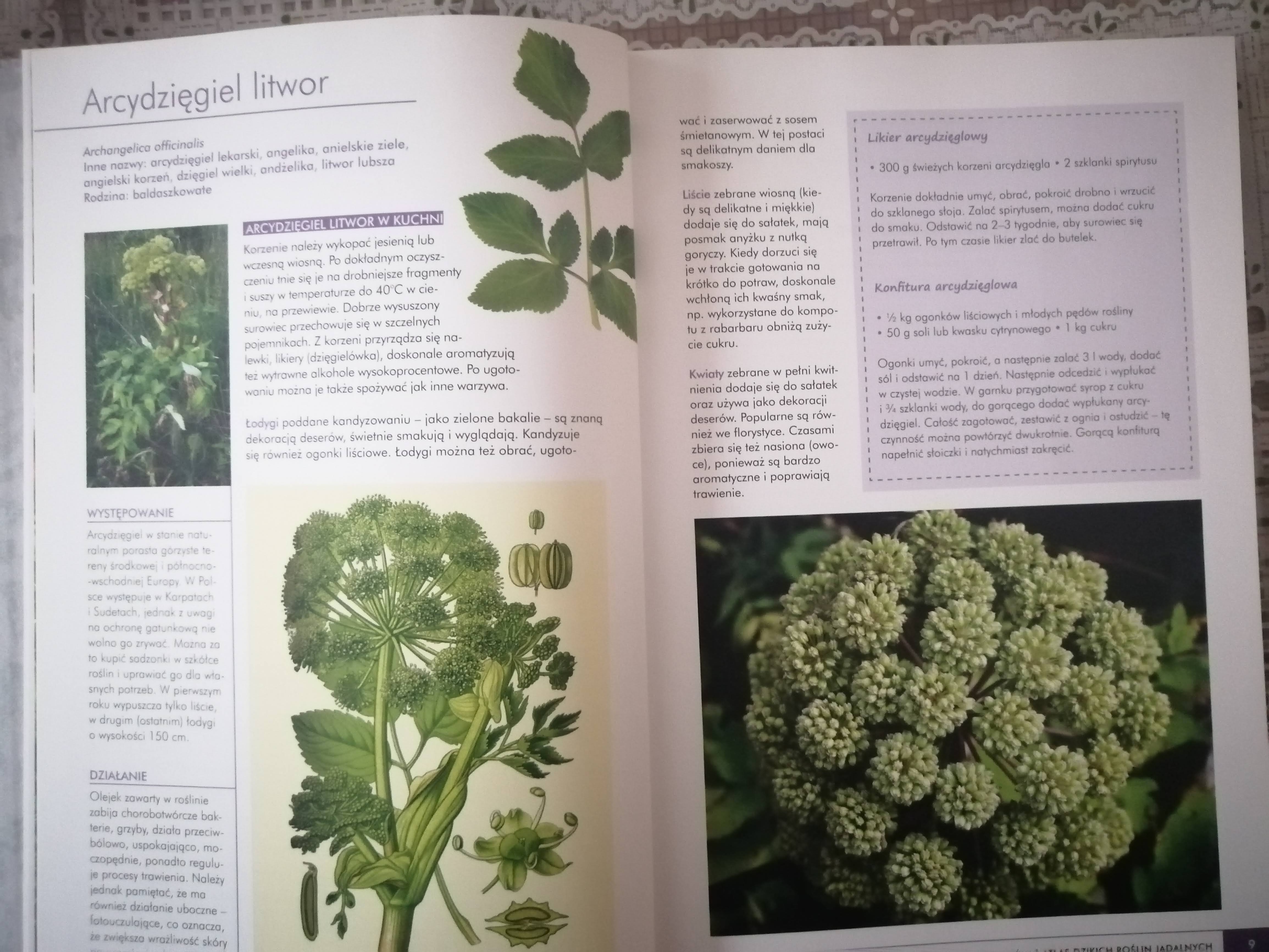 Atlas Do Rozpoznawania Roślin "Atlas dzikich roślin jadalnych", Monika Fijołek - recenzja książki
