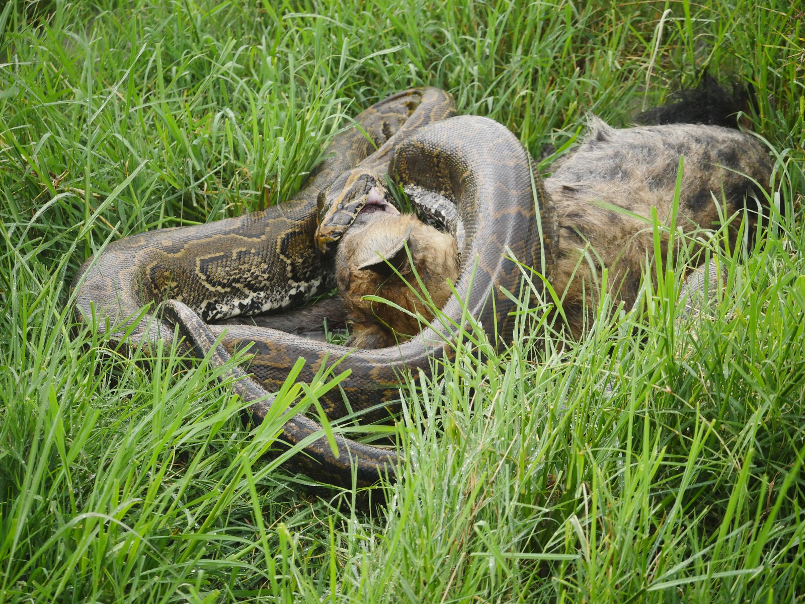 Terrierman's Daily Dose: Rock Python Kills and Eats Hyena Whole