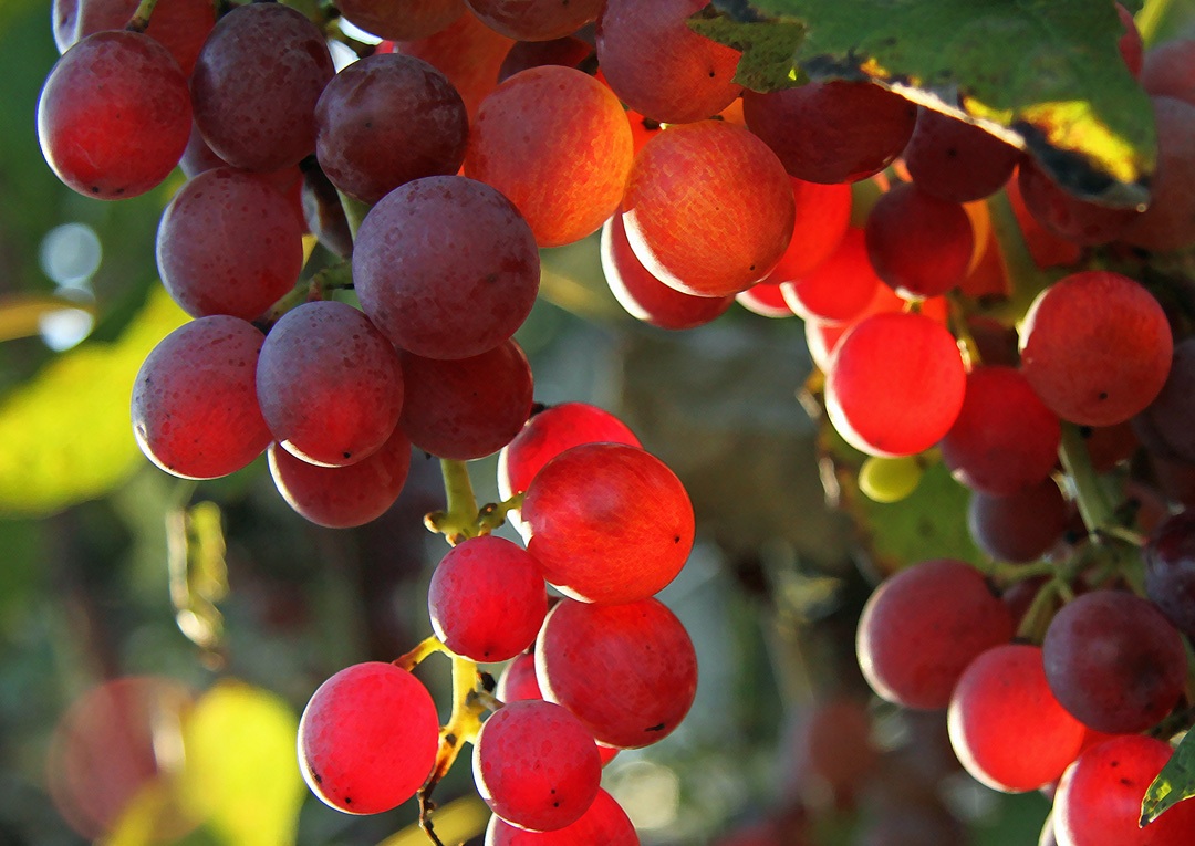 Jewell Towne Vineyards