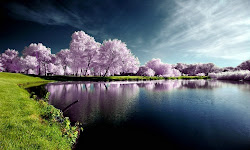 nature most computer amazing beauty backgrounds pretty stunning natural nice spring breathtaking natures tree gift laptop trees purple awesome autumn