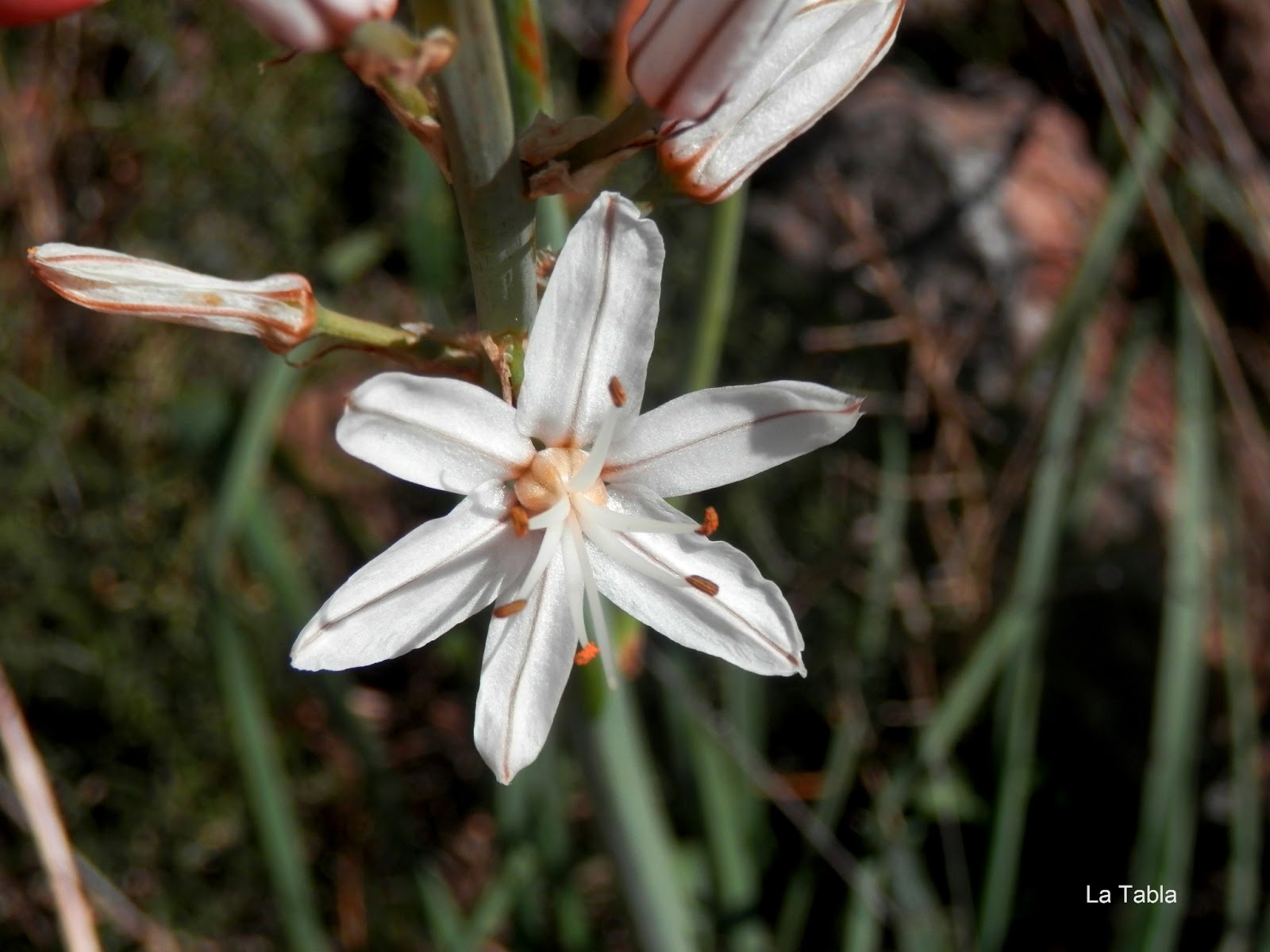 La flor, el fruto y la