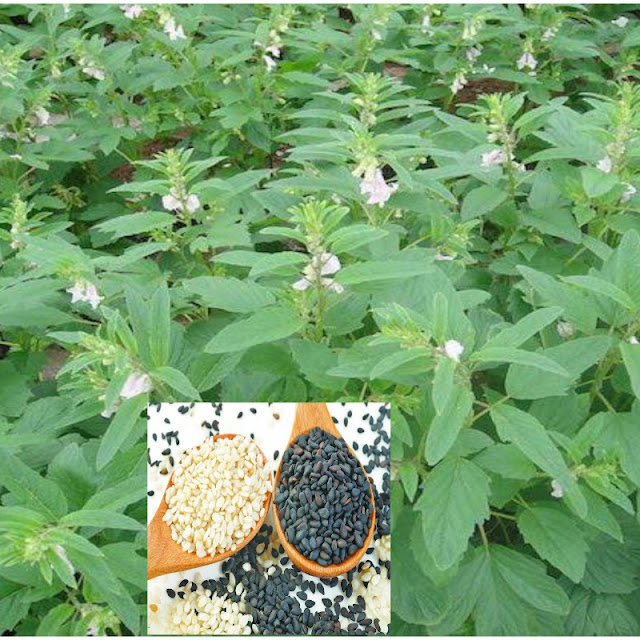 Sesame Cultivation in Andhra Pradesh నువ్వుల సాగుకు అనువైన భూములు