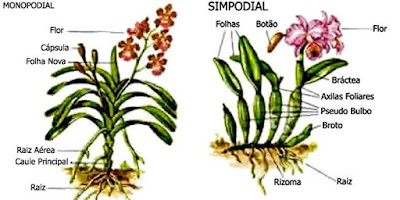 orquideas-monopodial-e-simpodial