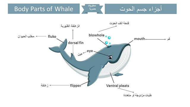 أجزاء جسم الحوت باللغة الإنجليزية