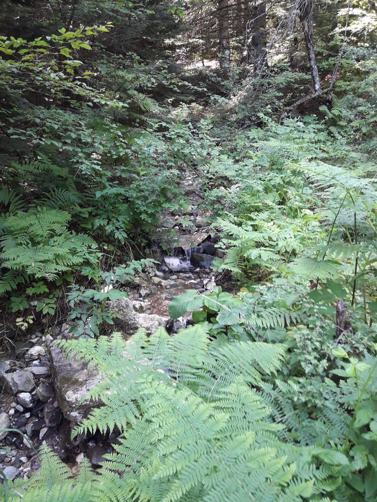 Kahve Tadında… Bursa Alaçam Ormanı