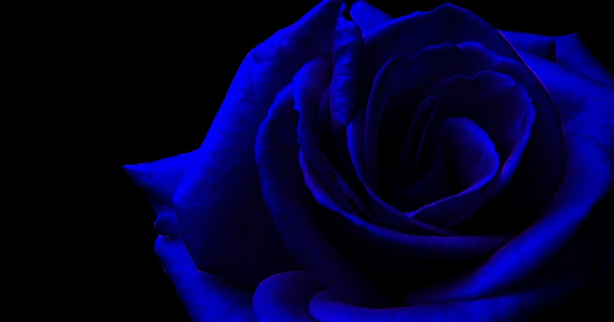 9. "Dark Blue Rose Headband" - wide 1
