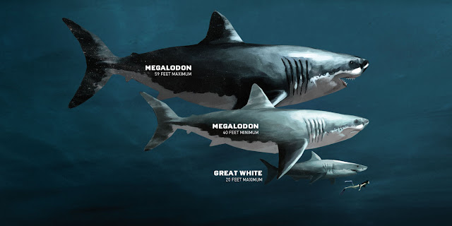 Extinct giant shark gave birth to 'cannibal' babies over 6ft 6in long