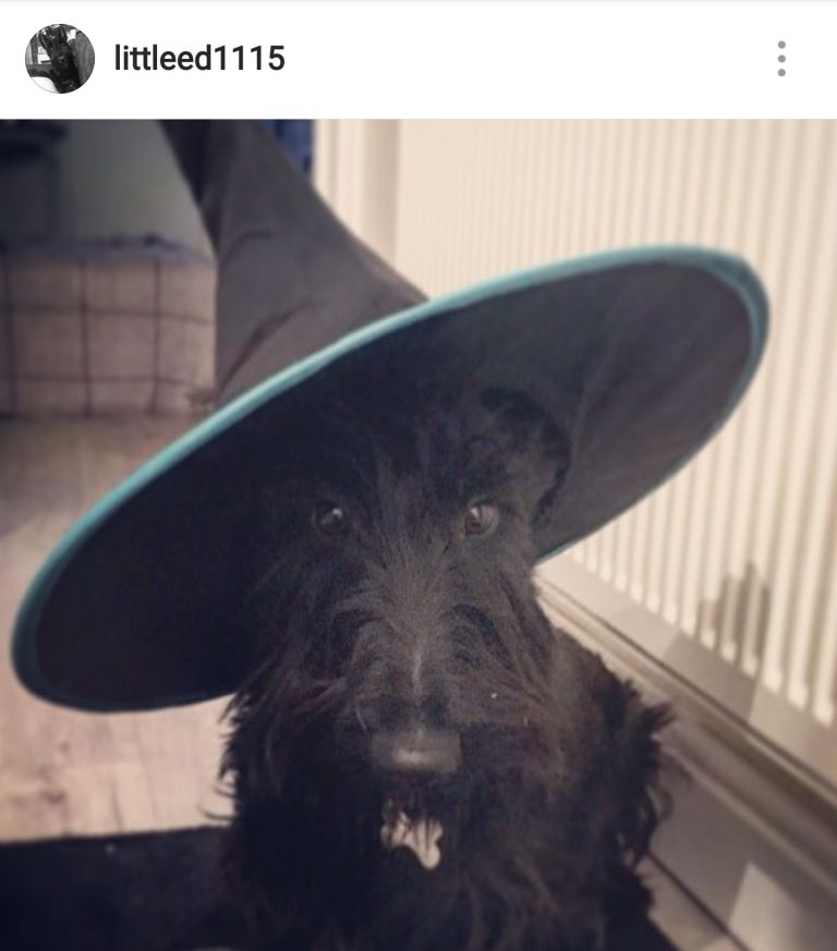 Scottie Mom 15 Scottish Terriers Rocking Costumes