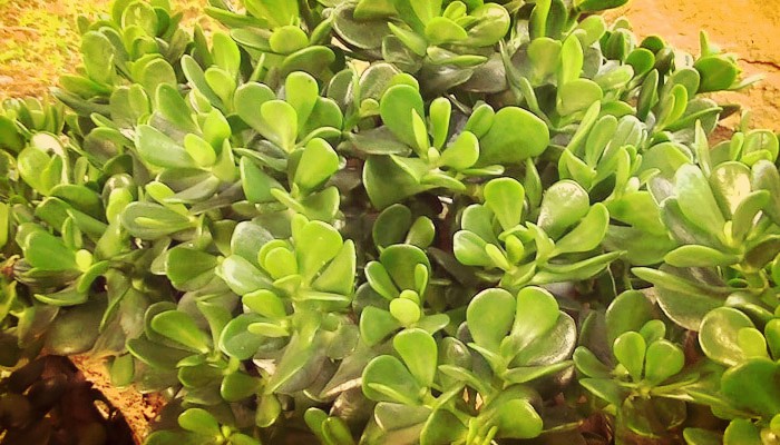 Jade planta