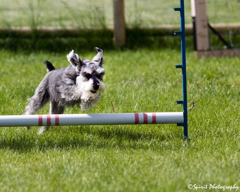 Where's Your Sit? Why Does My Dog Go Crazy On Leash?