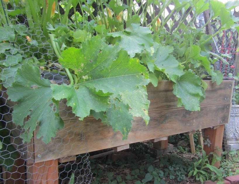 My home garden picture