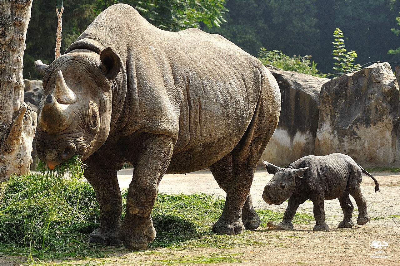 وكالة سفر شفافة غنية باسم آخر وحيد القرن Sjvbca Org