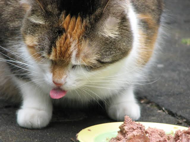 8 Penyebab Kucing Tidak Mau Makan