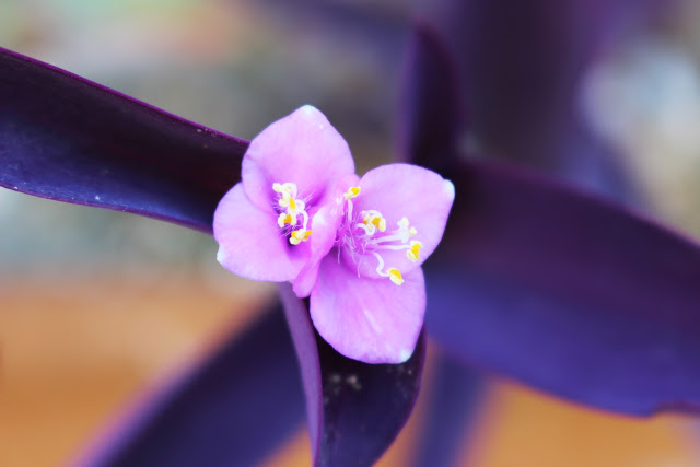 fiorellino lilla