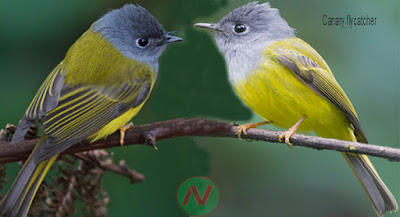 canary flycatcher,ফুটফুটি