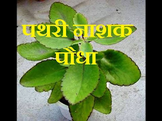 पाथरचट्टा पौधा के असीमित औषधि गुण श्रम वीर भारत न्यूज़/ हैल्थ/टुडे 23जुलाई/2021