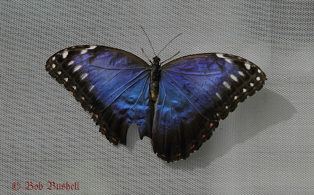 Birds and Nature in the Forest of Dean: Blue Morpho Butterfly (Morpho ...