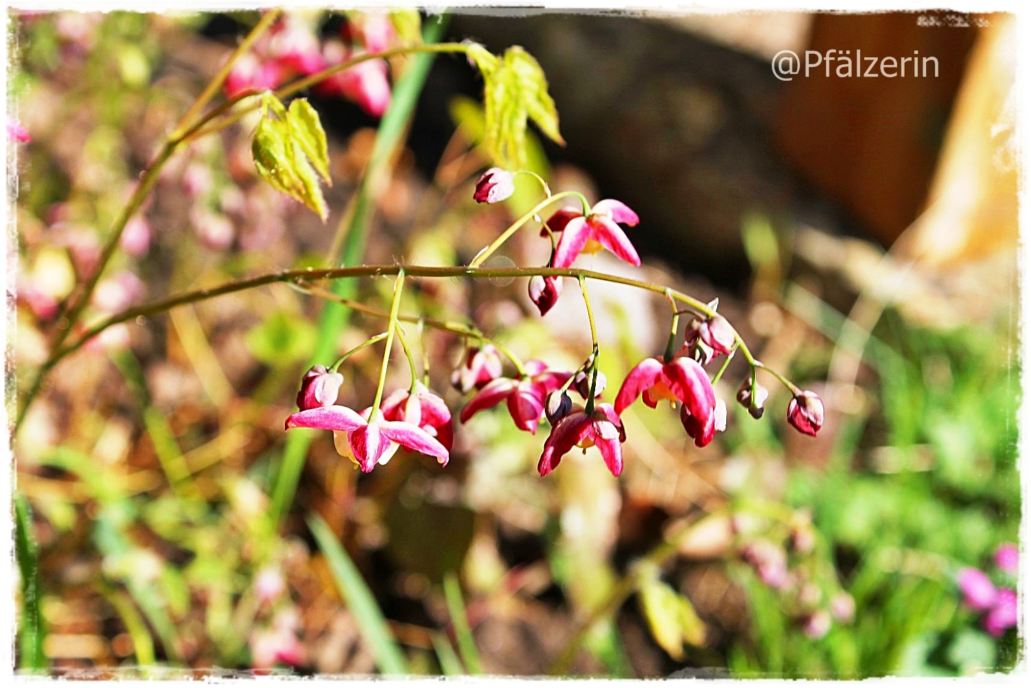 Freude am Garten Stippvisite im Garten Elfenblumen blühen auf