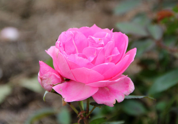 Unelmia ruusuista: Ruusulajikkeet: 'Prairie Joy'