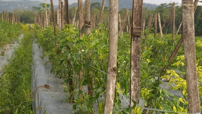 urupedia - Harga Anjlok : Petani Cabai Menjerit Di Tengah Covid urupedia - Harga Anjlok : Petani Cabai Menjerit Di Tengah Covid