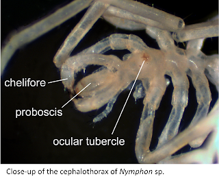 Labeled close up of sea spider Close-up of the cephalothorax of Nymphon sp. Labels: chelifore, proboscis, ocular turercle