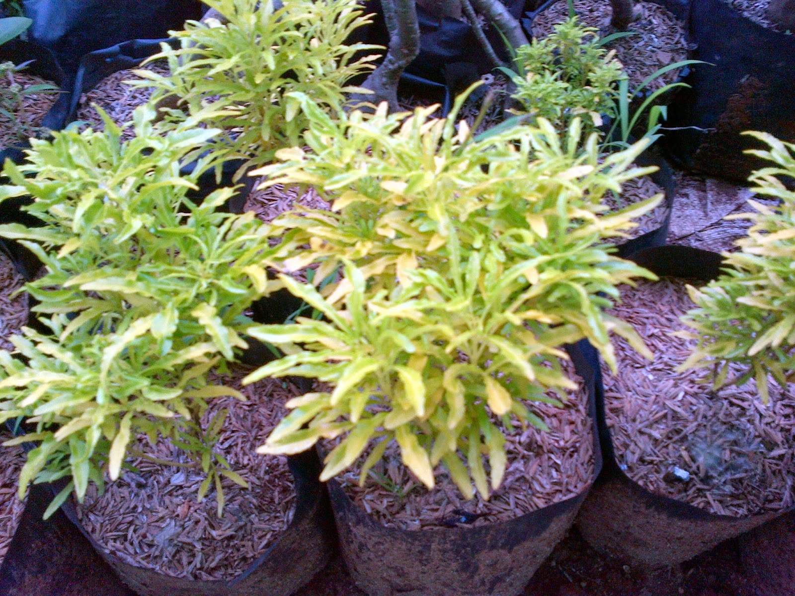 Wow 20 Gambar Bunga Brokoli Kuning Koleksi Bunga Hd