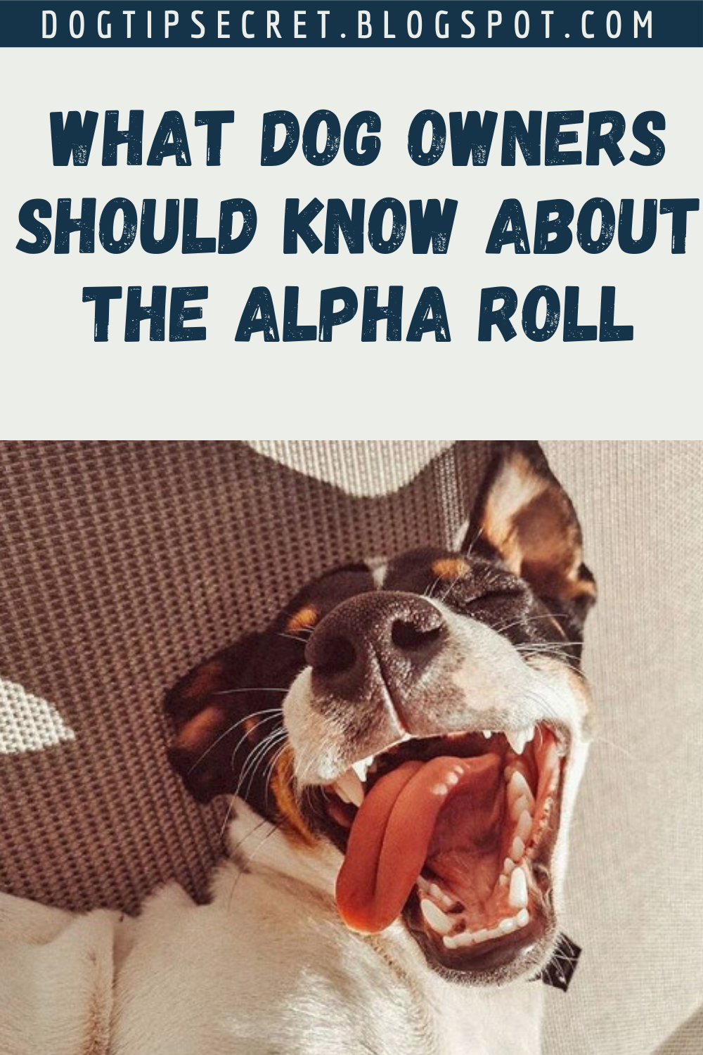 What Dog Owners Should Know About the Alpha Roll Dog training tips
