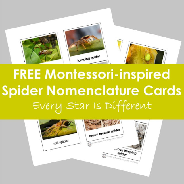 FREE Montessori-inspired Spider Nomenclature Cards