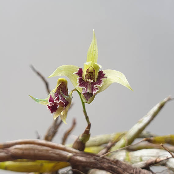 Dendrobium strongylanthum