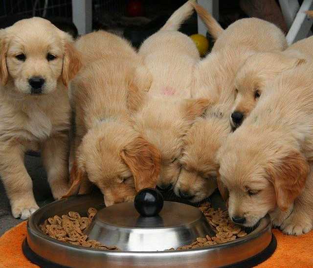 Dog Food Recalled High Vitamin D Levels May Cause Kidney Failure DOGALYO