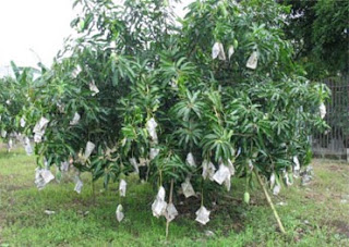 mango fruit trees for sale