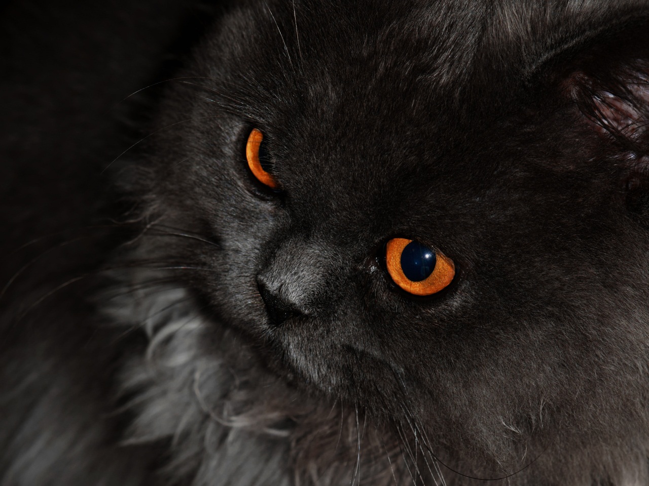 Cats Beauty HD Wallpaper Golden Pics cats-beauty-hd-wallpaper-golden-pics