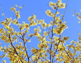 Blooming witch hazel
