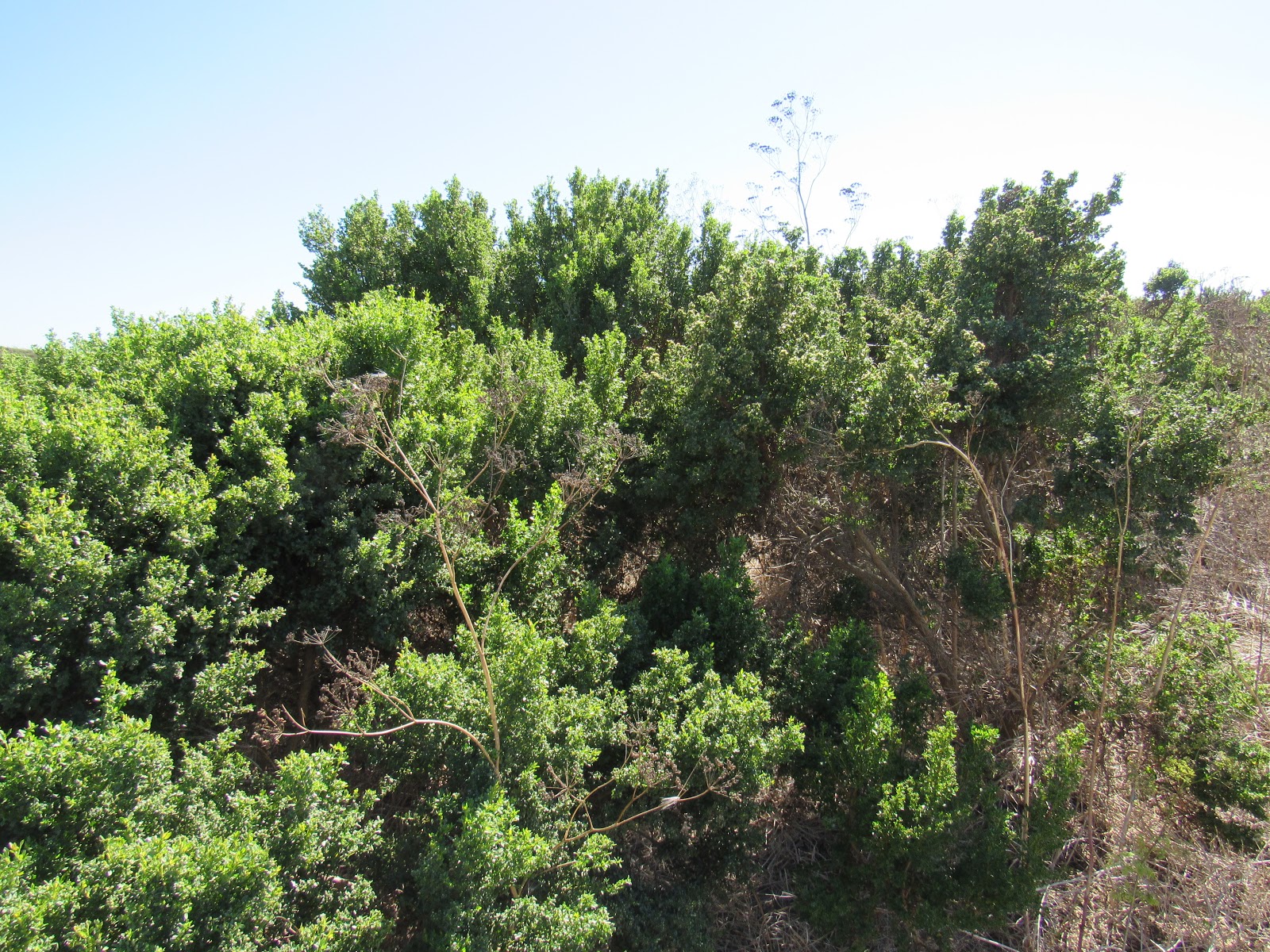 Coyote Brush of California's Coastal Scrub and Chaparral