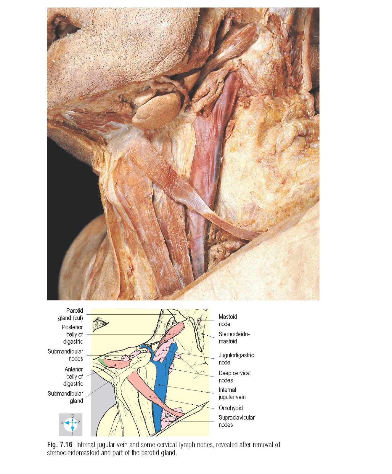 Pediagenosis