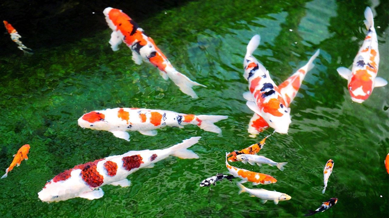 Японский вуалевый карп - кои. Карпы кои. Японский вуалевый карп - кои. Карп кои сбоку. Декоративный кои.