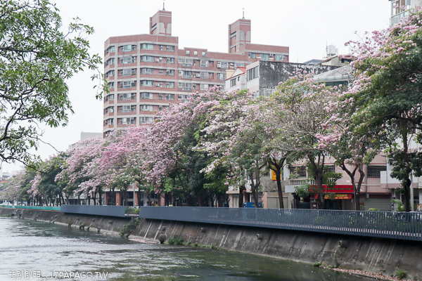 台中南區|興大綠園道|綠川河畔風鈴木|台中最長洋紅風鈴木步道|江川公園 台中南區|興大綠園道|綠川河畔風鈴木|台中最長洋紅風鈴木步道|江川公園