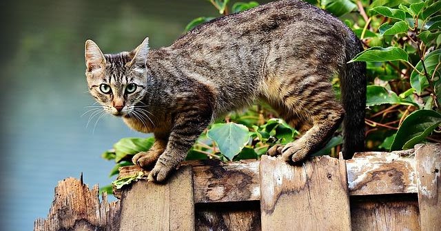 Cara mengusir kucing alami