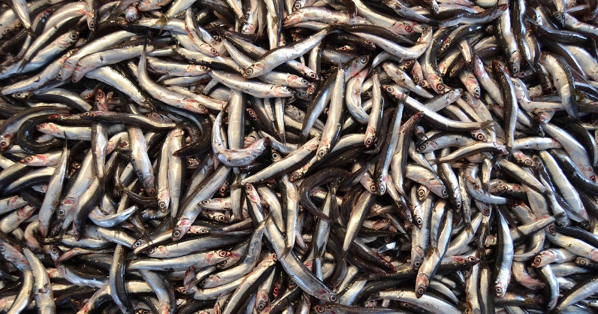 Anchovas, o tesouro dos mares.