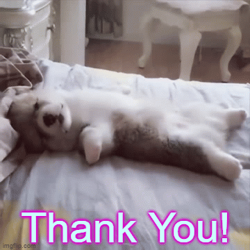 Featured image of post View 16 Thank You Gif Cute Dog