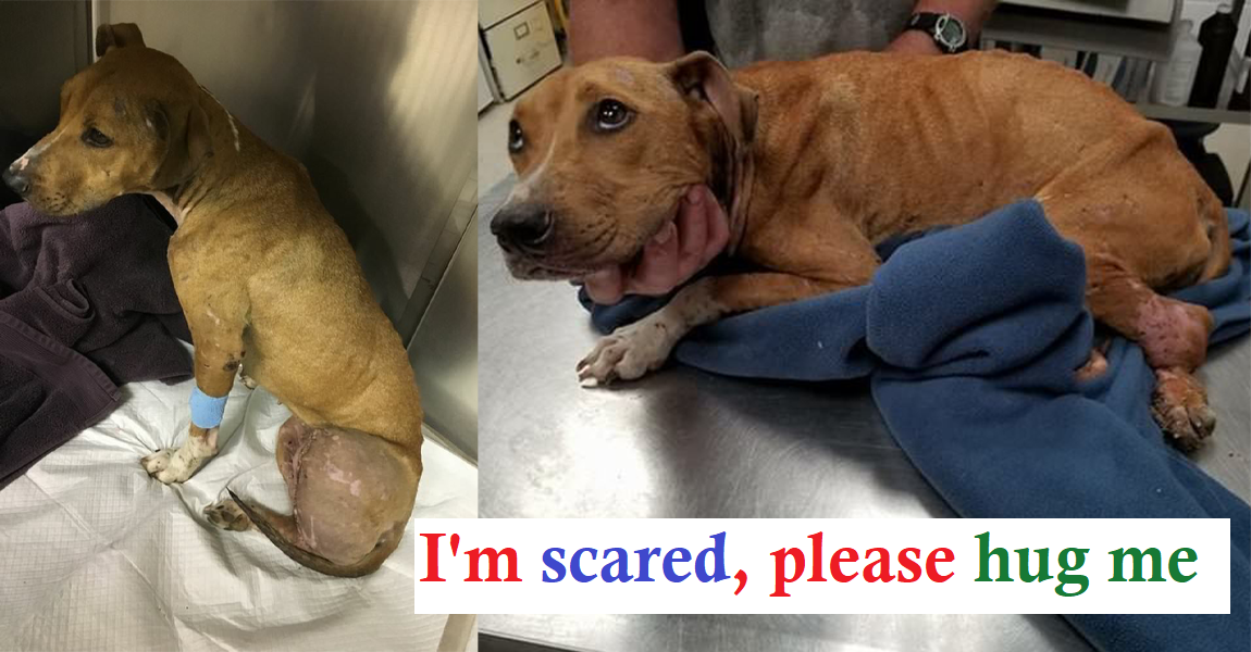 Dog With Abusive Past Wouldn’t Look Anyone In The Eye, But Then A Woman