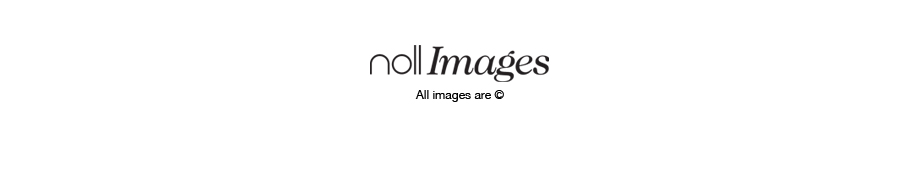 Noll Images