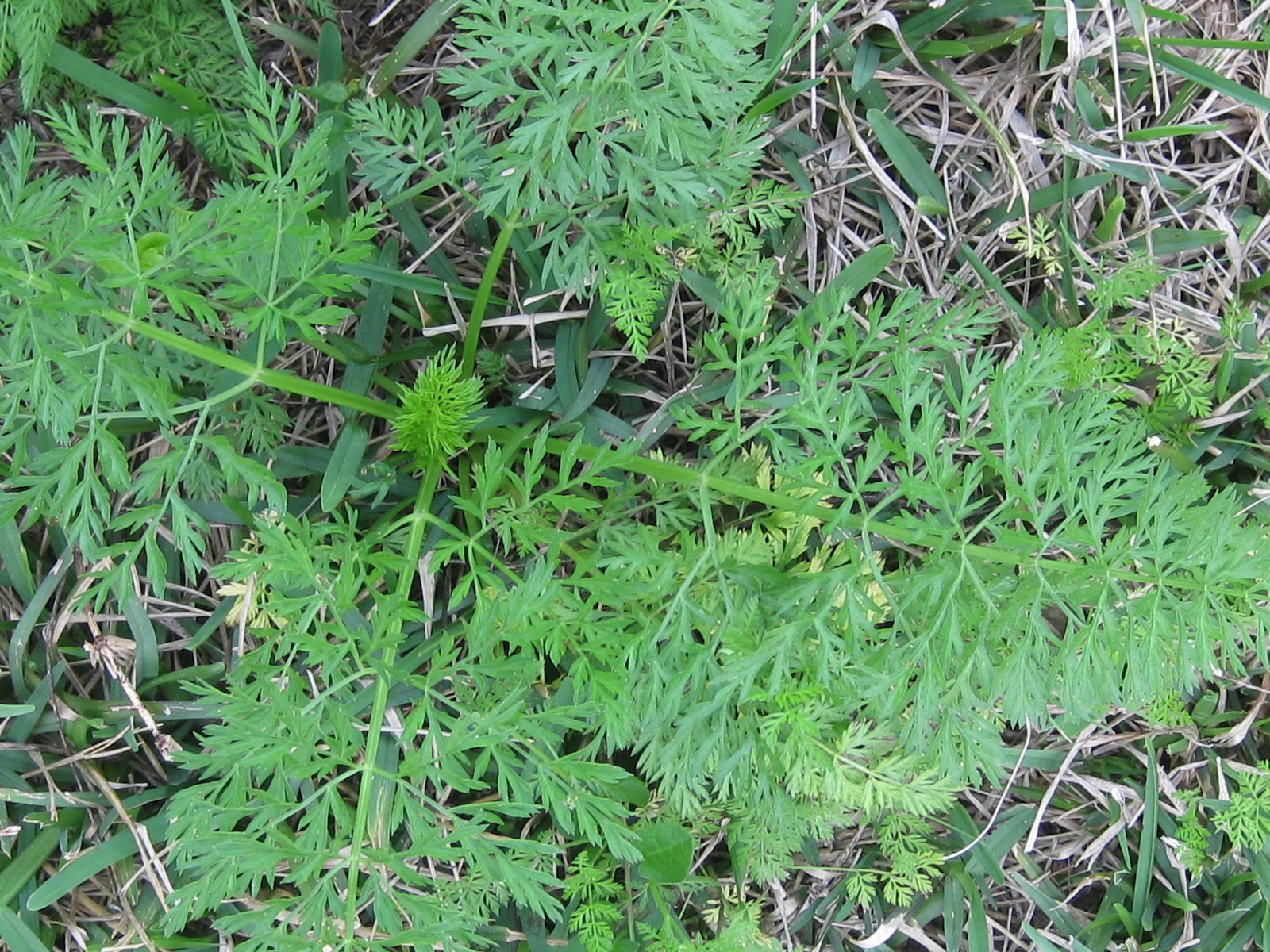 Texifornia Wildflower or Weed?
