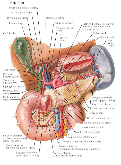 ARTERIES OF LIVER, PANCREAS, DUODENUM, AND SPLEEN