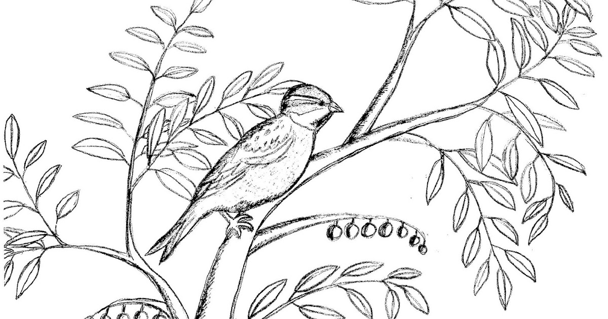 Robin's Great Coloring Pages: Dead Sea Sparrow in Olive Tree coloring page (reposting in English)
