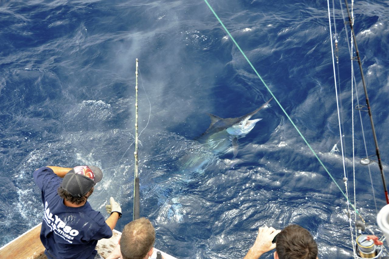 Cairns Marlin & Game Fishing Update PORT STEPHENS UPDATE