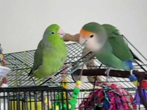 Pet Birds Lovebird Or Parrotlet Similarity And Difference