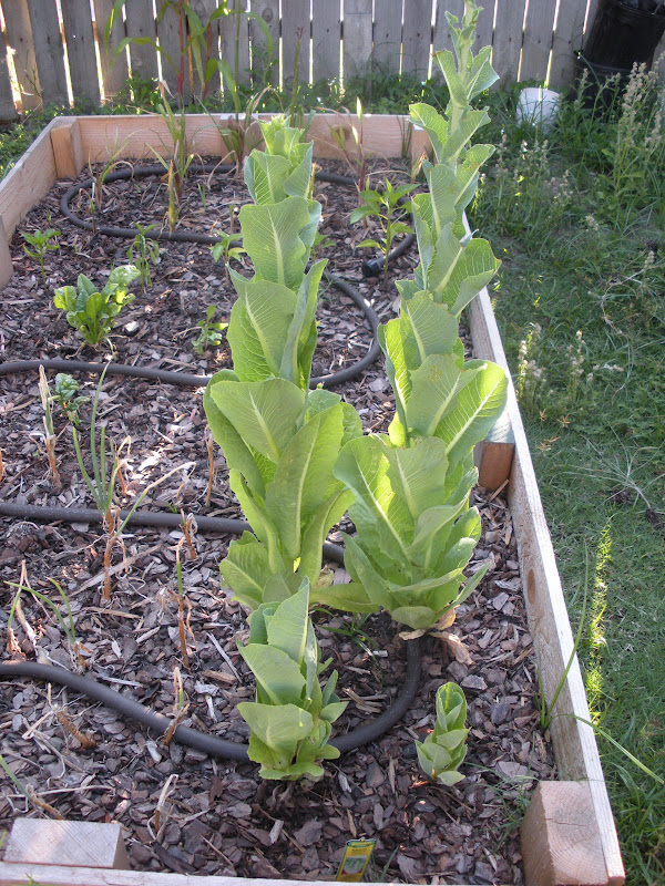 A Hint of the Hess House Bolting LettuceHmm.